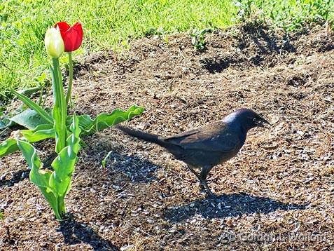 Grackle On The Ground_DSCF01644.jpg - Common Grackle (Quiscalus quiscula) photographed at Smiths Falls, Ontario, Canada.